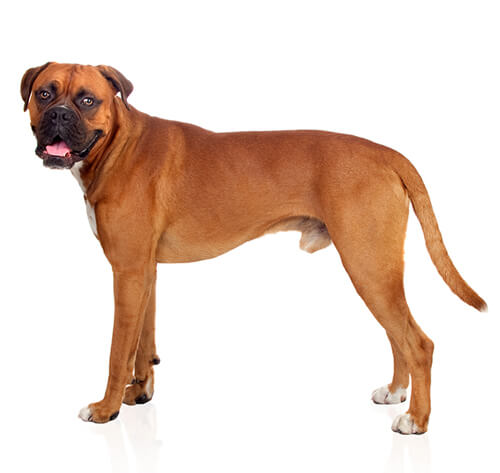 Boxer: Carattere Razza, Salute e Alimentazione | Purina